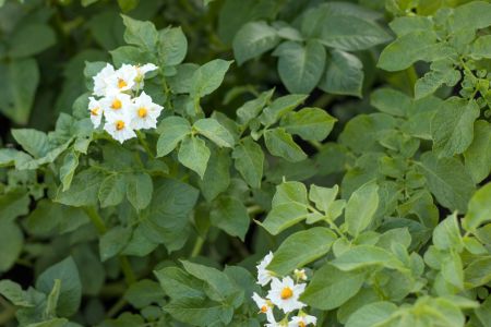 Flower of potatoes 