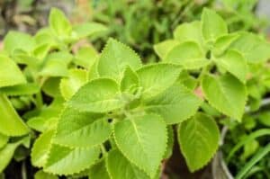 coleus forskohli for thyroid
