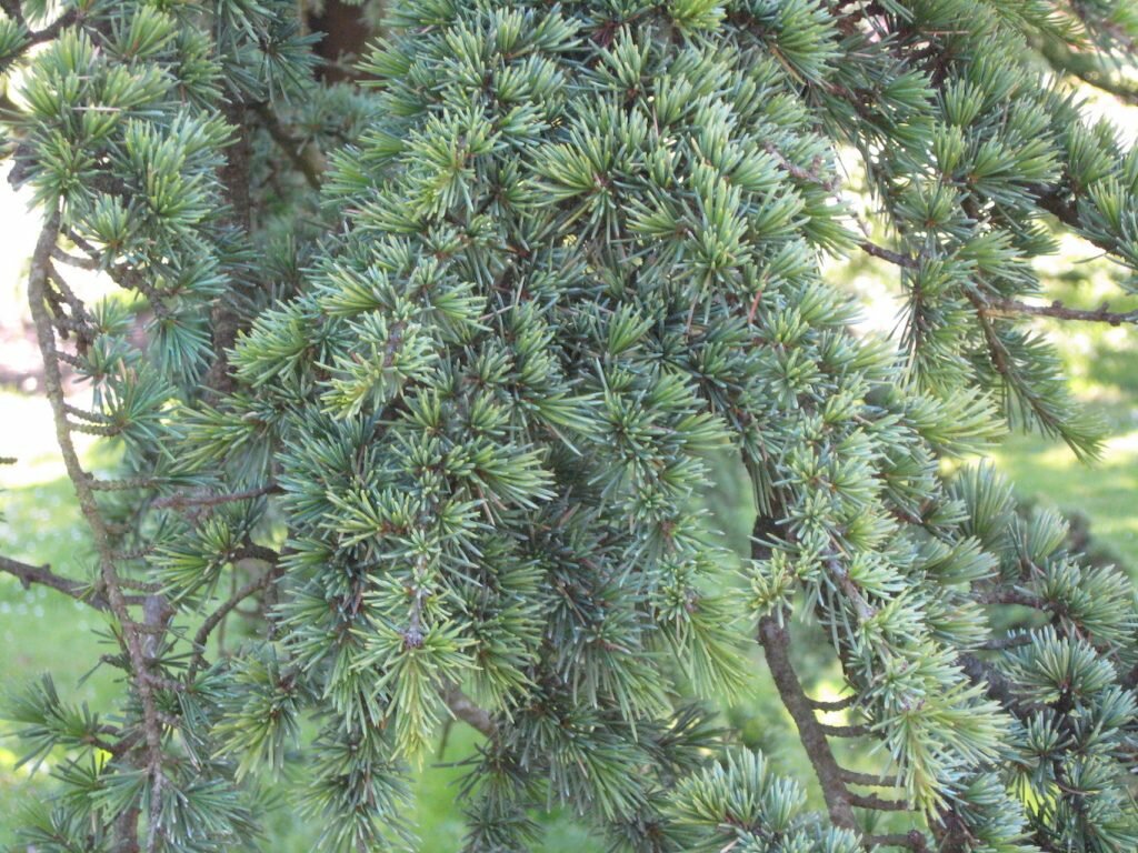 True Atlas Cedar branches – photo by JeanneRose