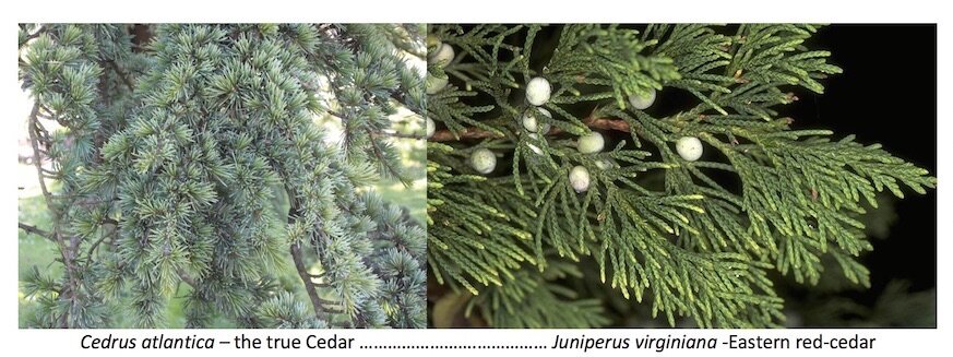 2 photos - on the left is branch of true Cedar and on the right is branch of Eastern red-cedar. Note the hyphen meaning they are different.