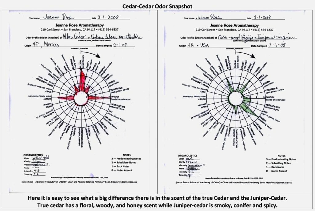 Scent Snapshots of Cedar-Cedar Odor