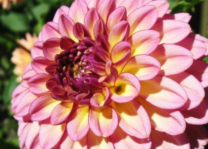 Close up of a densely petaled, pink and yellow flower