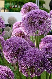 Several spherical purple flower heads