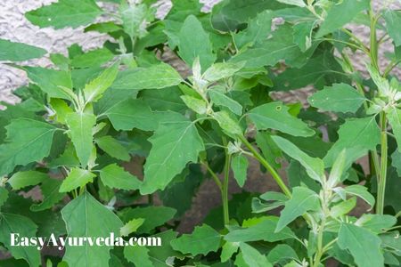 bathua plant