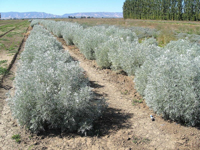 A field in California showing several long rows of Artemisia arborescens.