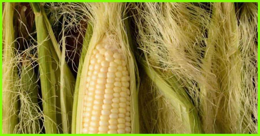 CORN SILK IS GOOD FOR UTI