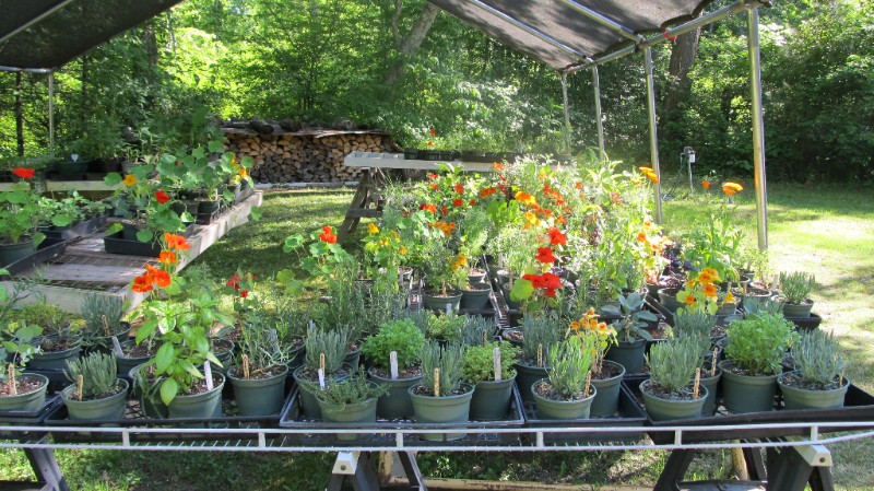 culinary and medicinal herbs