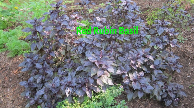 Red Rubin Basil