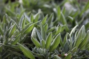 sage plants