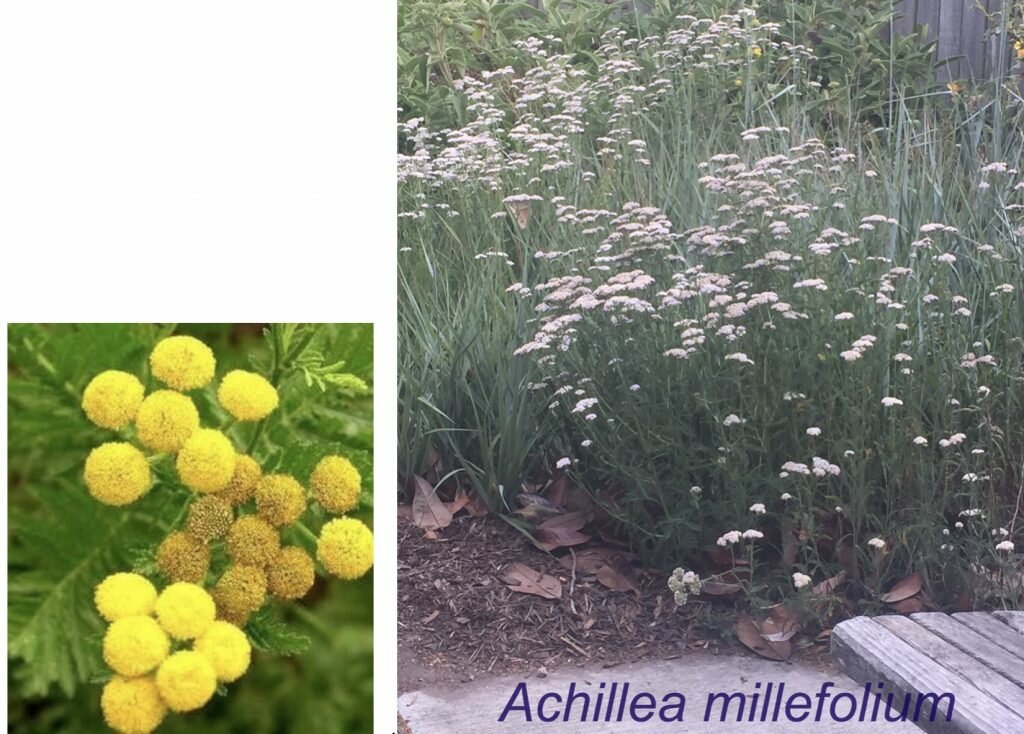 2 plants that produce blue-colored essential oil; Tanacetum annuum and Achillea millefolium.