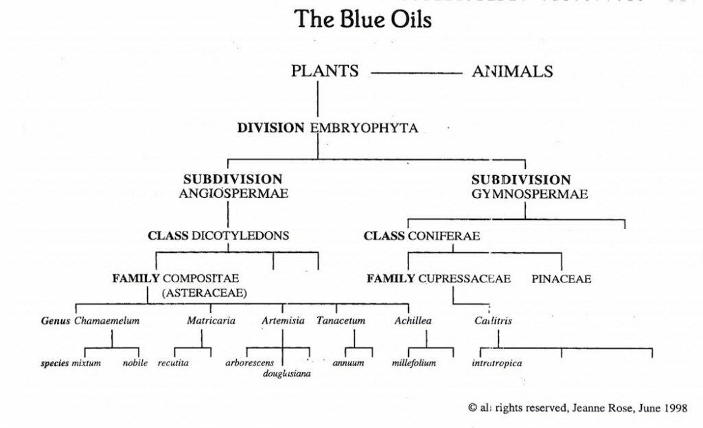 A botanical chart showing the family connections between the various blue-colored oils