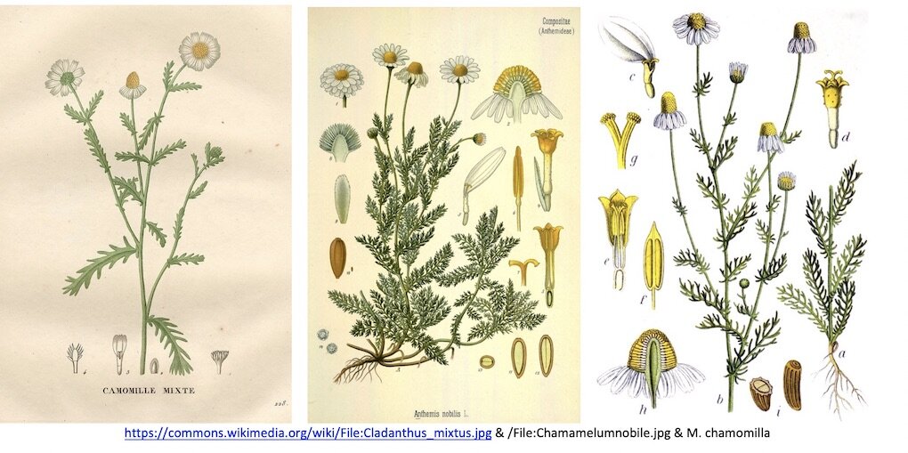 3 pictures of Herbarium samples of the plants named Chamomile. Learn the botanical name.