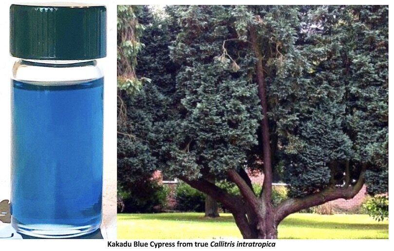 Blue Cypress oil and the tree that produces it via the bark and wood.