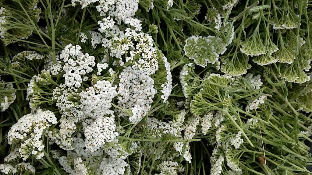 Fig. 7 b. Gorgeous farm-grown Yarrow. Photo by Tracy Stringfellow