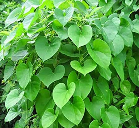 Guduchi for allergic RHINITIS
