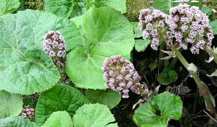 butterbur for nasal polyps