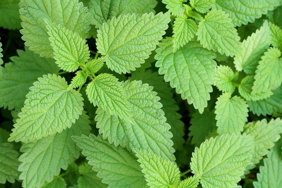Stinging nettle 