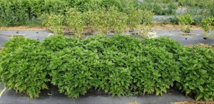 A row of pale, defoliated basil plants infected with basil downy mildew next to a row of healthy, uninfected green basil plants.
