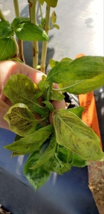 Purple-gray spores of basil downy mildew on the underside of basil leaves