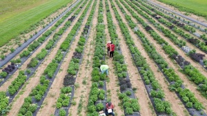 A field of basils divided into rows