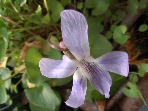 viola-spp-feb-2011-mb-fla