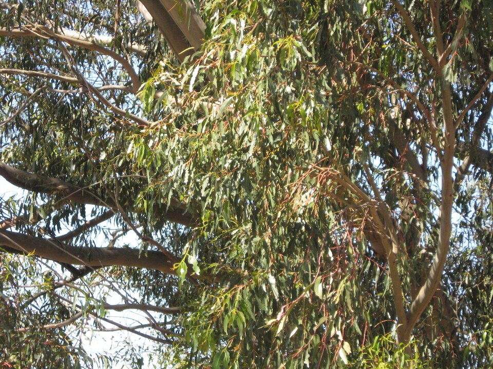 Eucalyptus-pt 2. On my way to a distillation in Napa Valley I came across this beautiful Eucalyptus tree