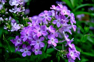 Purple Phlox
