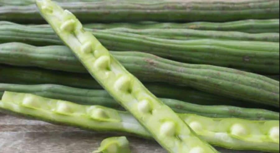 moringa seeds for weight loss