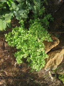 Overhead shot of ground hugging, oregano plant