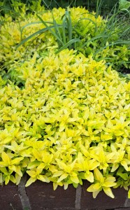 A close up of the chartreuse foliage of Origanum vulgare ‘Aureum’