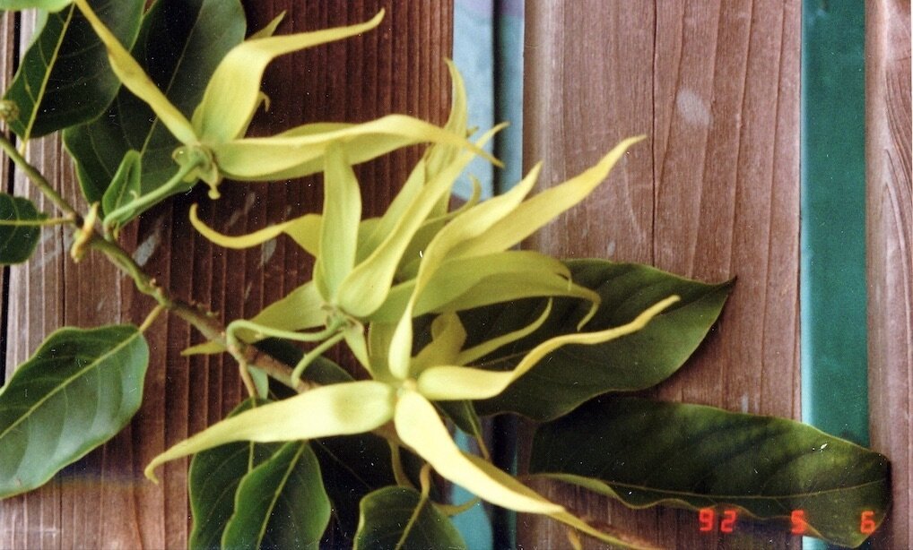 Photo of Ylang-Ylang flowers from Fairchild Tropical Botanic Garden  by Jeanne Rose 1992