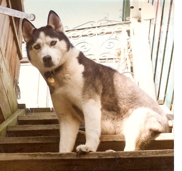 a photo of Wolfie dog in 1995