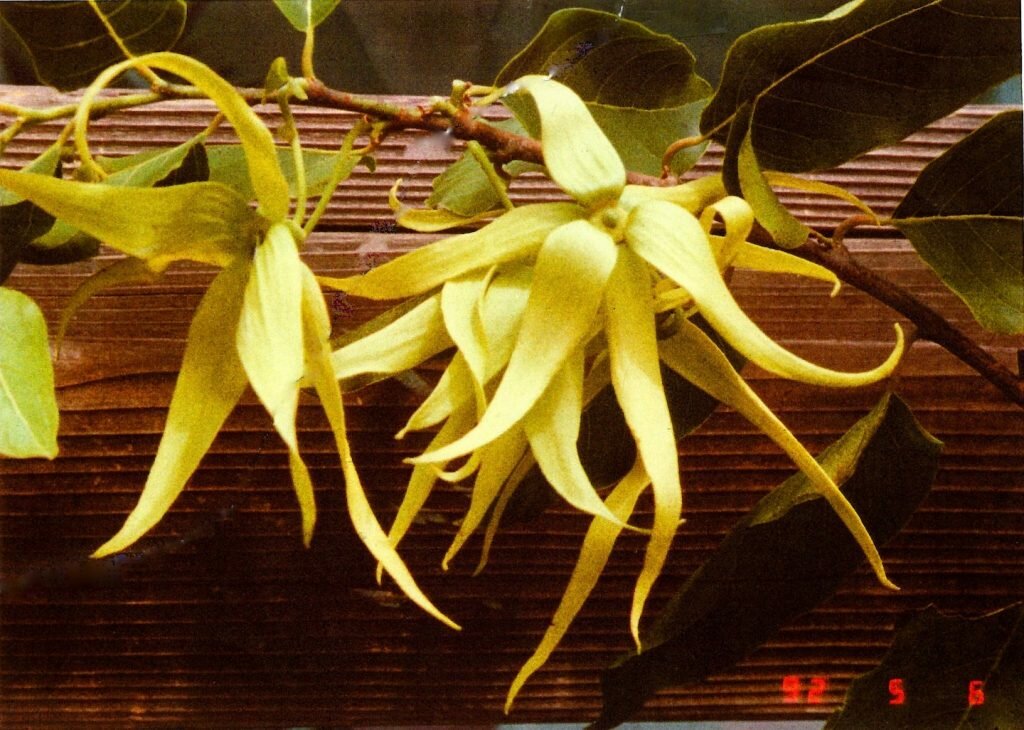 Photo of Ylang-Ylang flowers that the author took in 1992