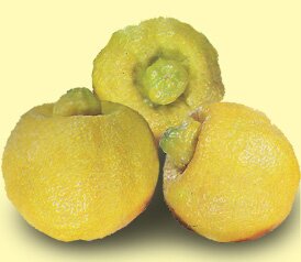 fruits of the Limetta