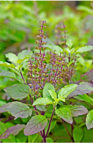 Anxiety herbal remedy