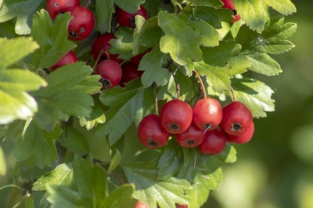 hawthorn berry for high blood pressure