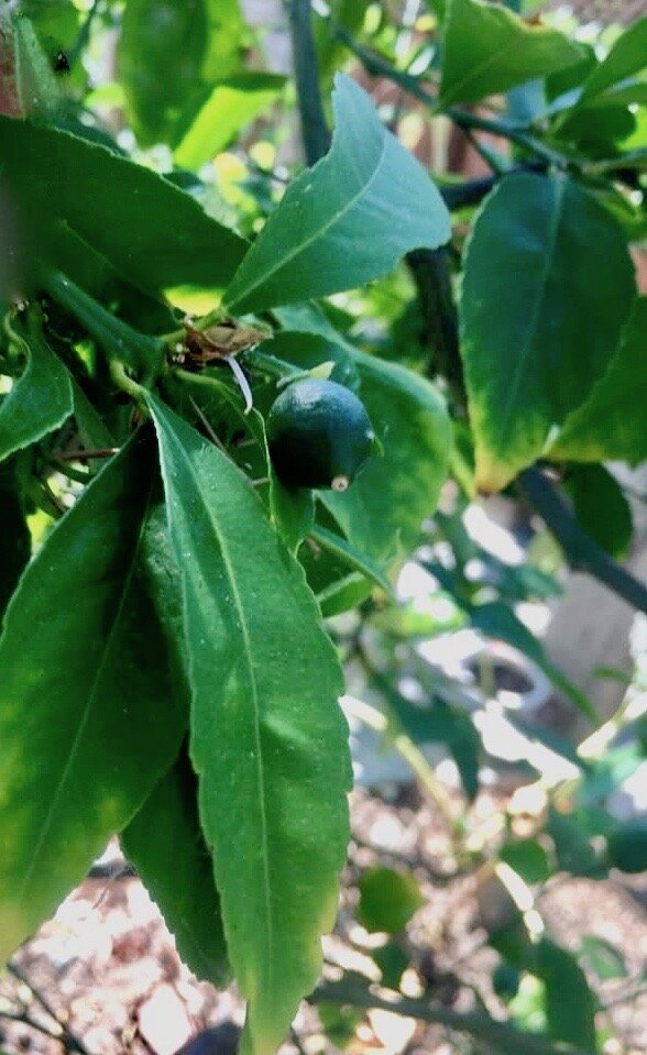 leaves of Lemon tree that yield Lemon Petitgrain with a small fruit