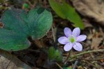 A small, 6 petaled purple flower and three lobed leaf of round lobed hepatica (Anemone americana)