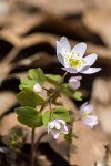 Small, white, dainty flowers of rue anemone (Thalictrum thalictroides) 