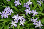 An overhead shot of many purple dwarf crested iris flowers