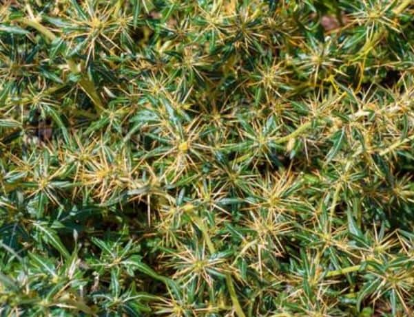 xanthium for nasal polyps