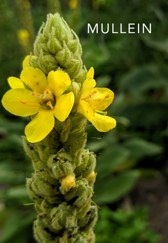 mullein