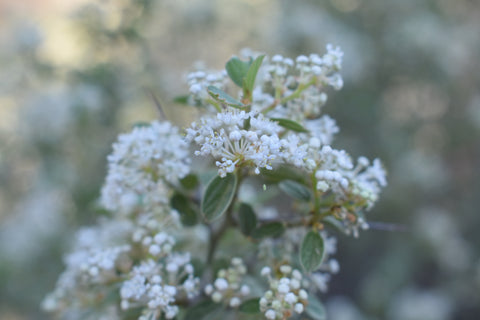 4 Herbs to Help Immune Response
–...