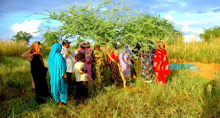 Acacia for Weight Loss, Gum Disease,...