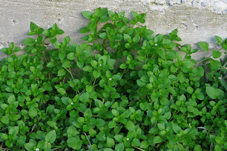 Backyard Patch Herbal Blog: Chickweed Salad