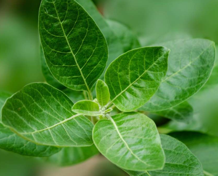 ASHWAGANDHA FOR HIGH BLOOD PRESSURE