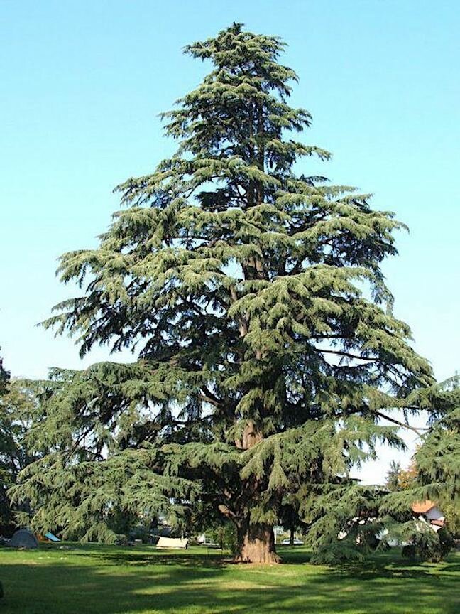 CEDARWOOD – Aromatherapy Blog