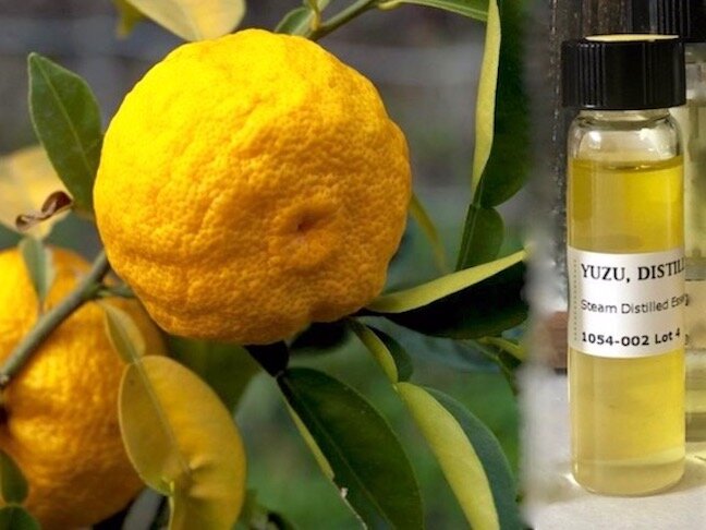Yuzu fruit in Dec. 2008 and Yuzu oil courtesy of Eden Botanicals