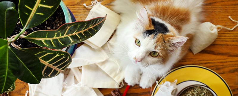 Catnip: Beneficial Herb for Humans and...