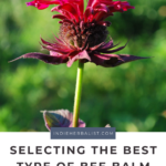 Choosing the best types of bee...